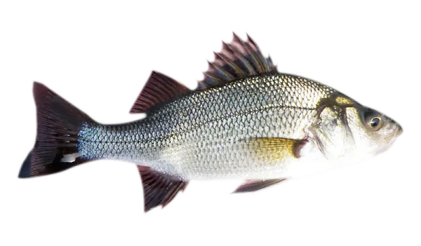 white-perch