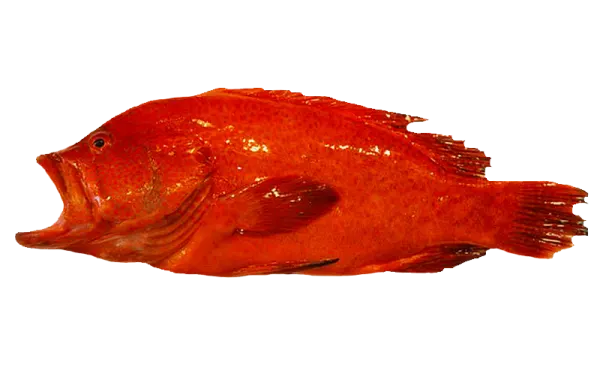 strawberry-grouper