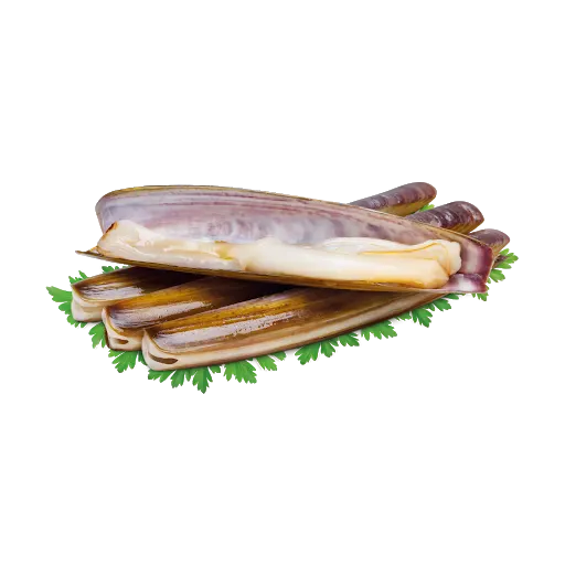 live-razor-clams