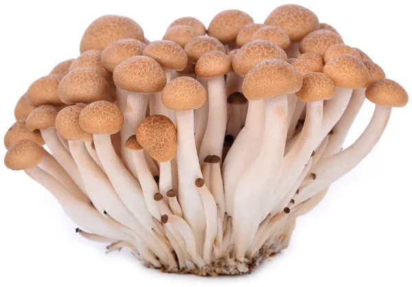 brown-shimeji-mushroom-pack
