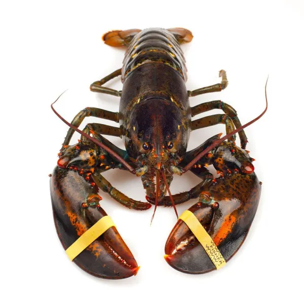 live-canadian-lobster-single-claw