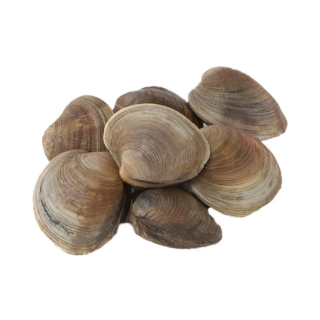 fresh-cherrystone-clams