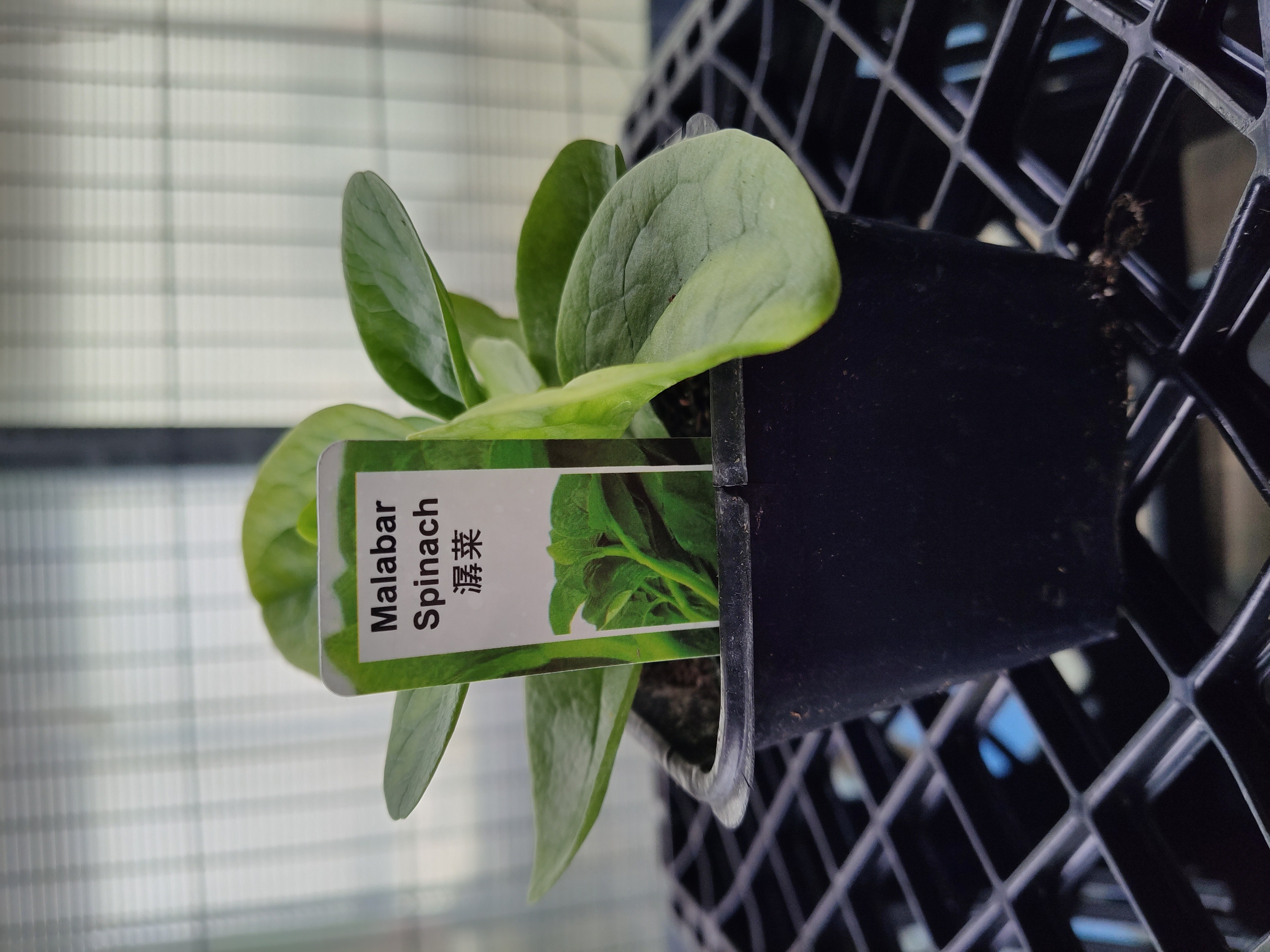 plant-malabar-spinach
