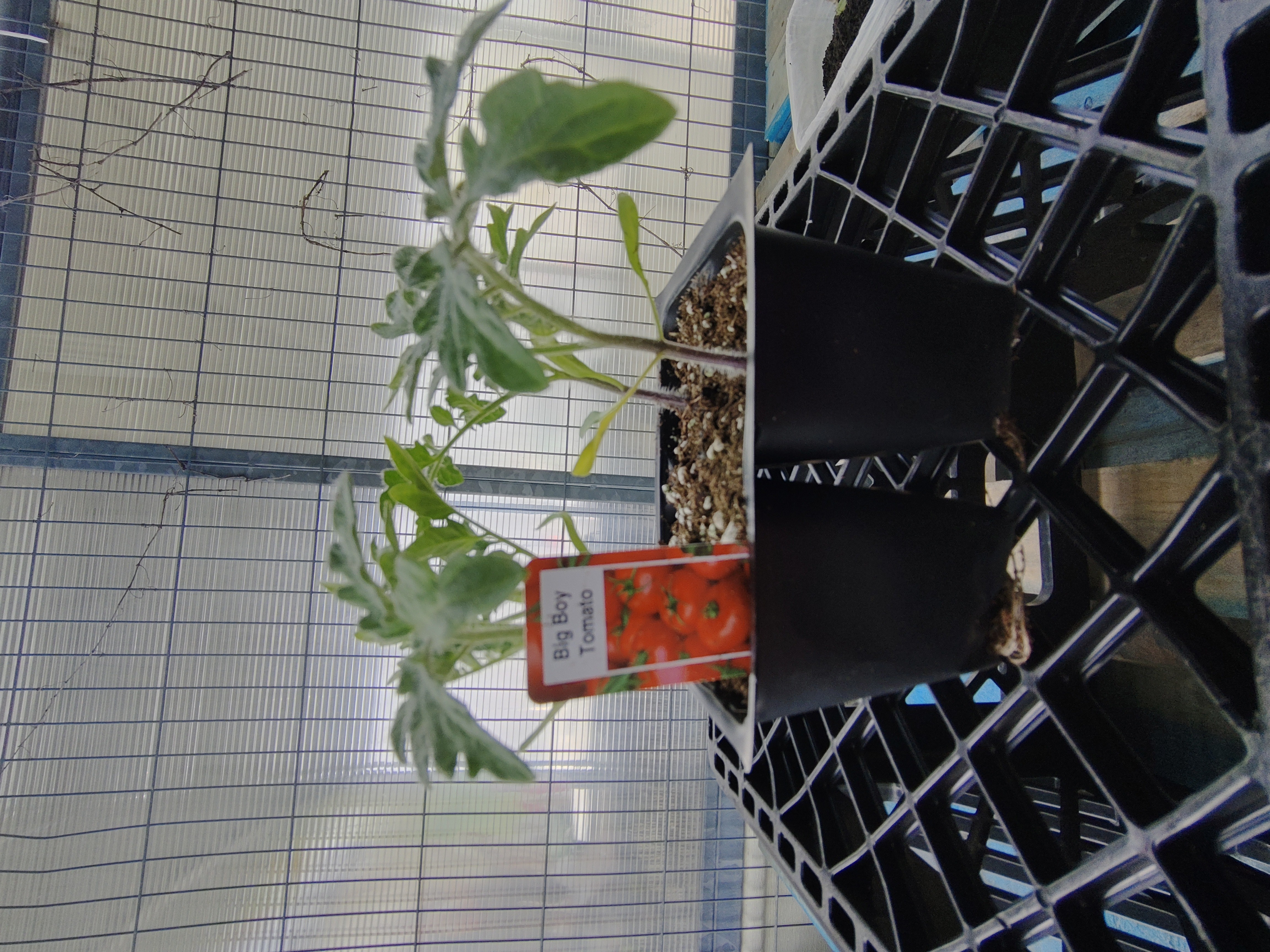 plant-big-boy-tomato