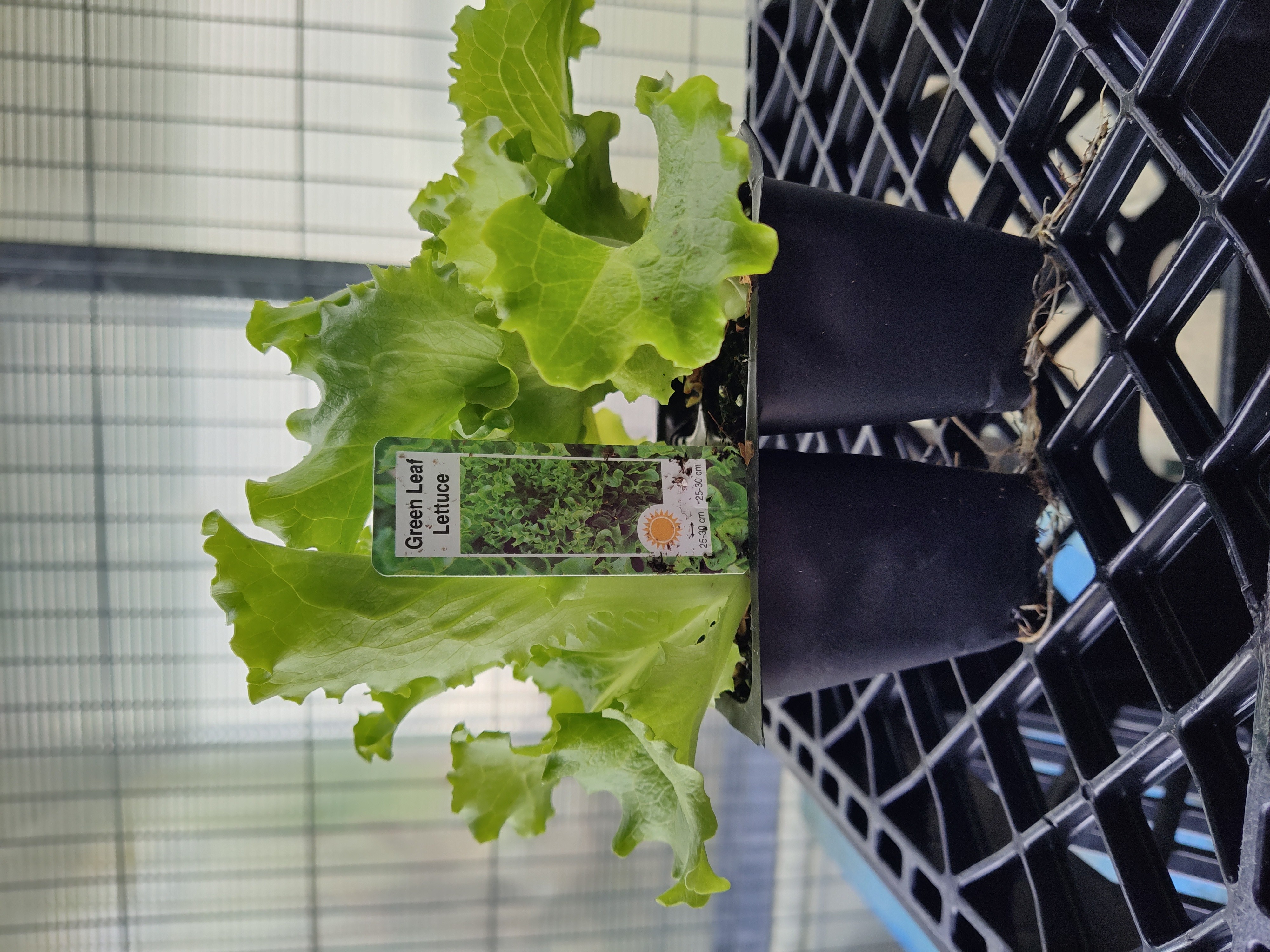 plant-green-leaf-lettuce