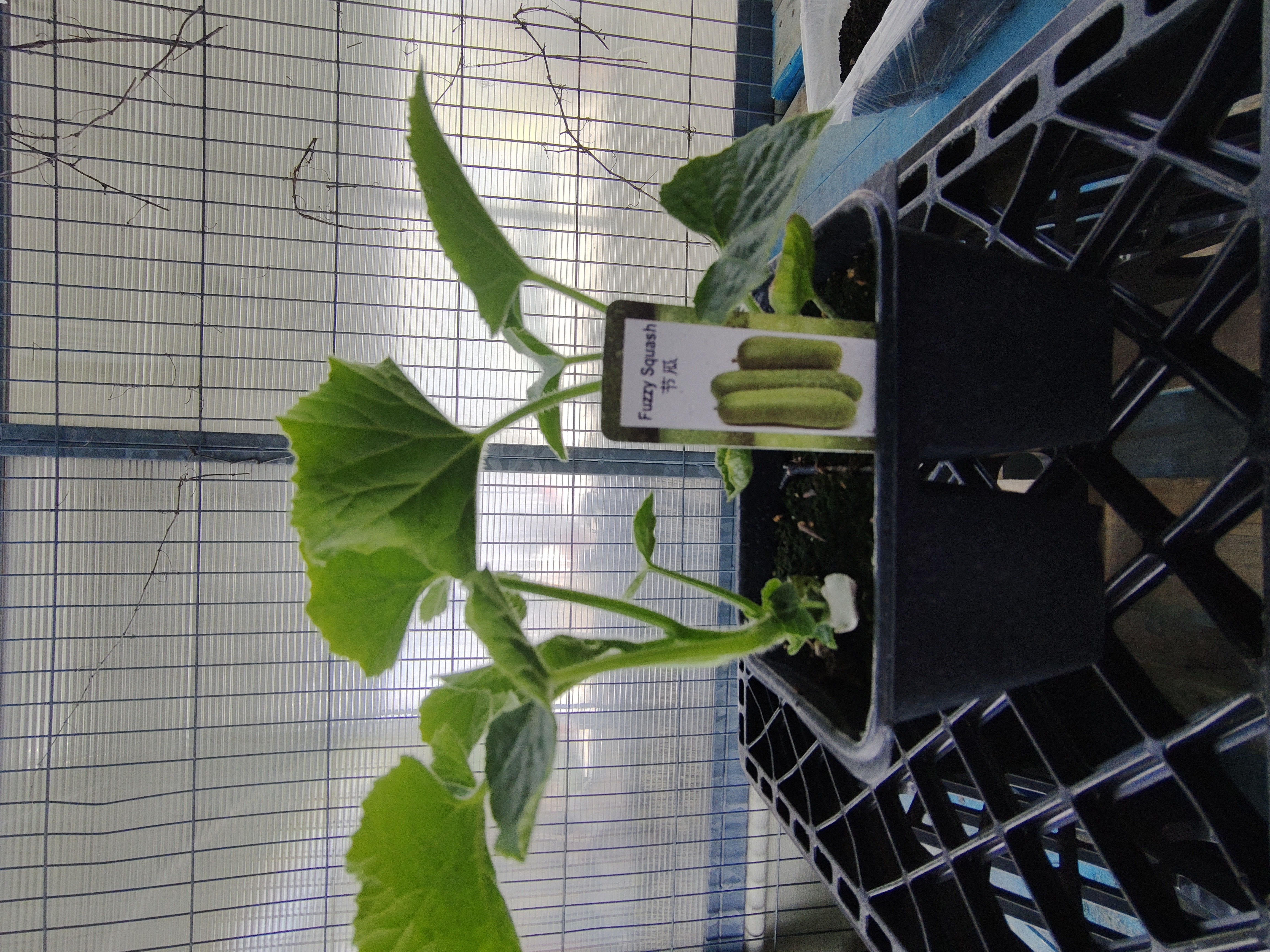 squash-plant-fuzzy-squash