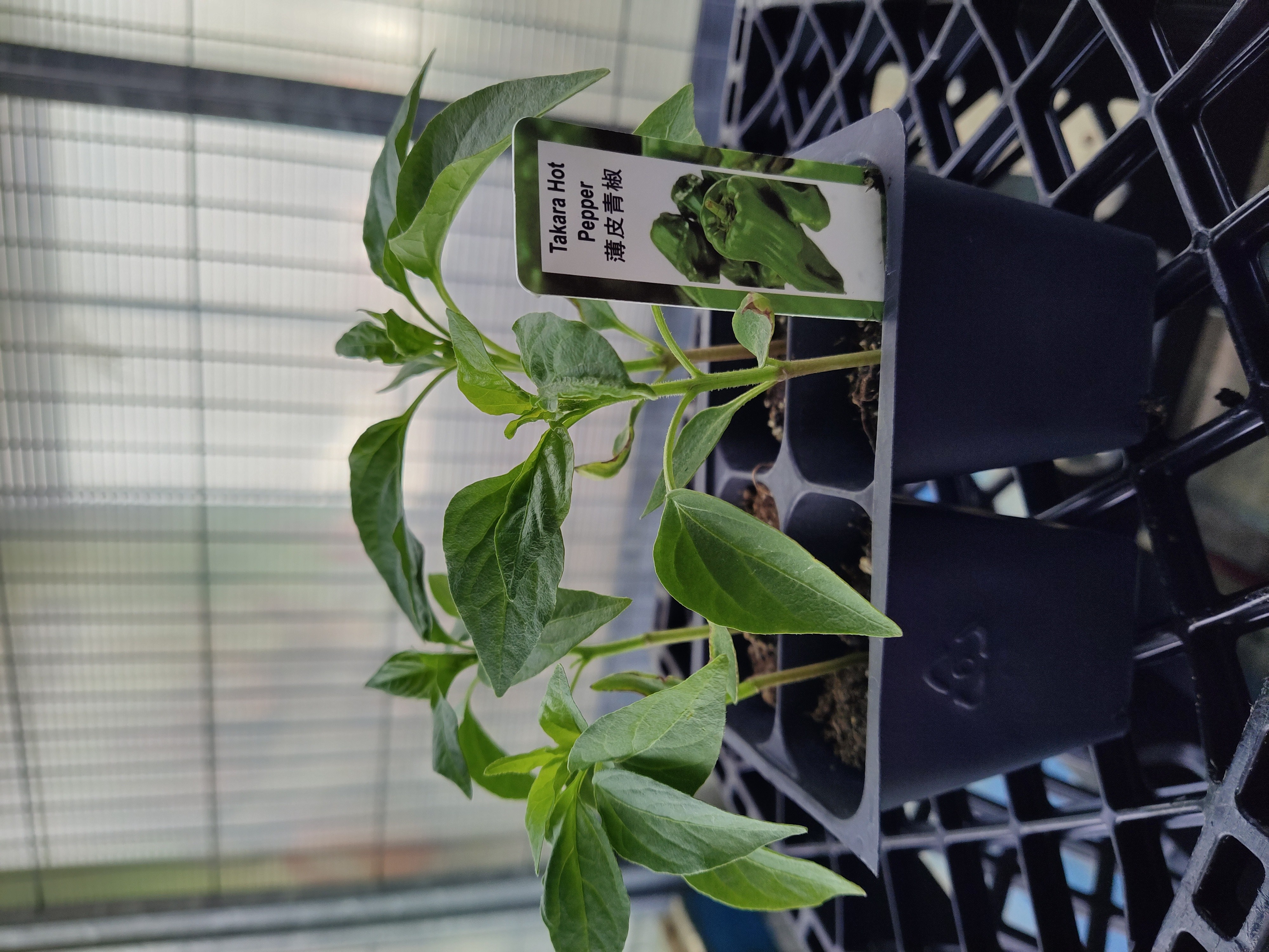 plant-takara-hot-pepper