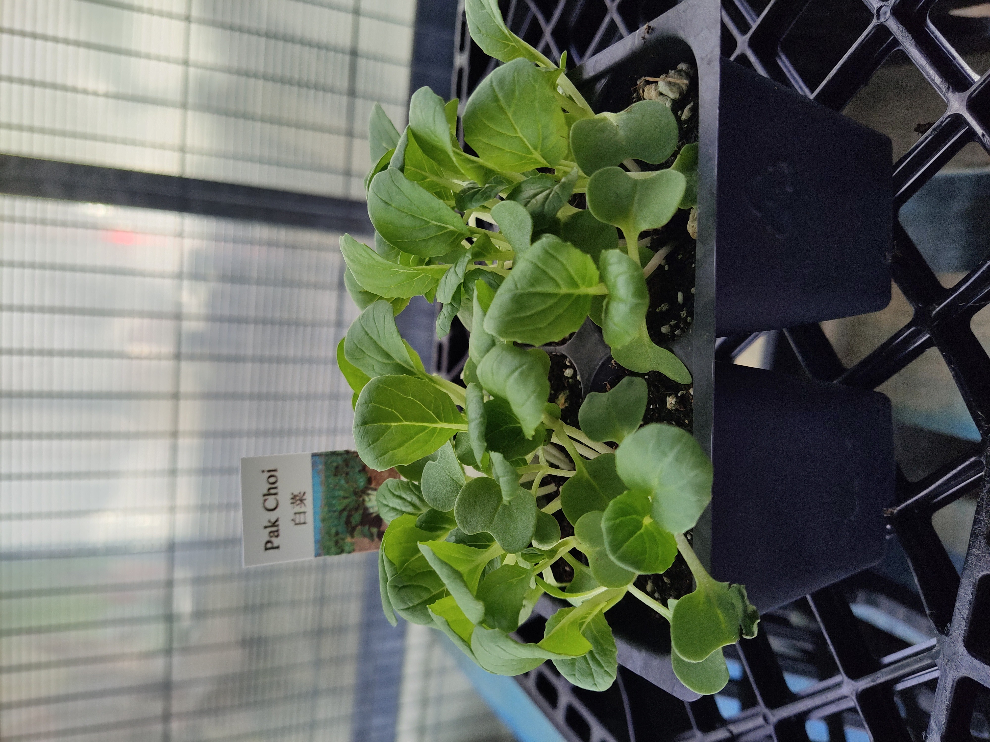 plant-pak-choi