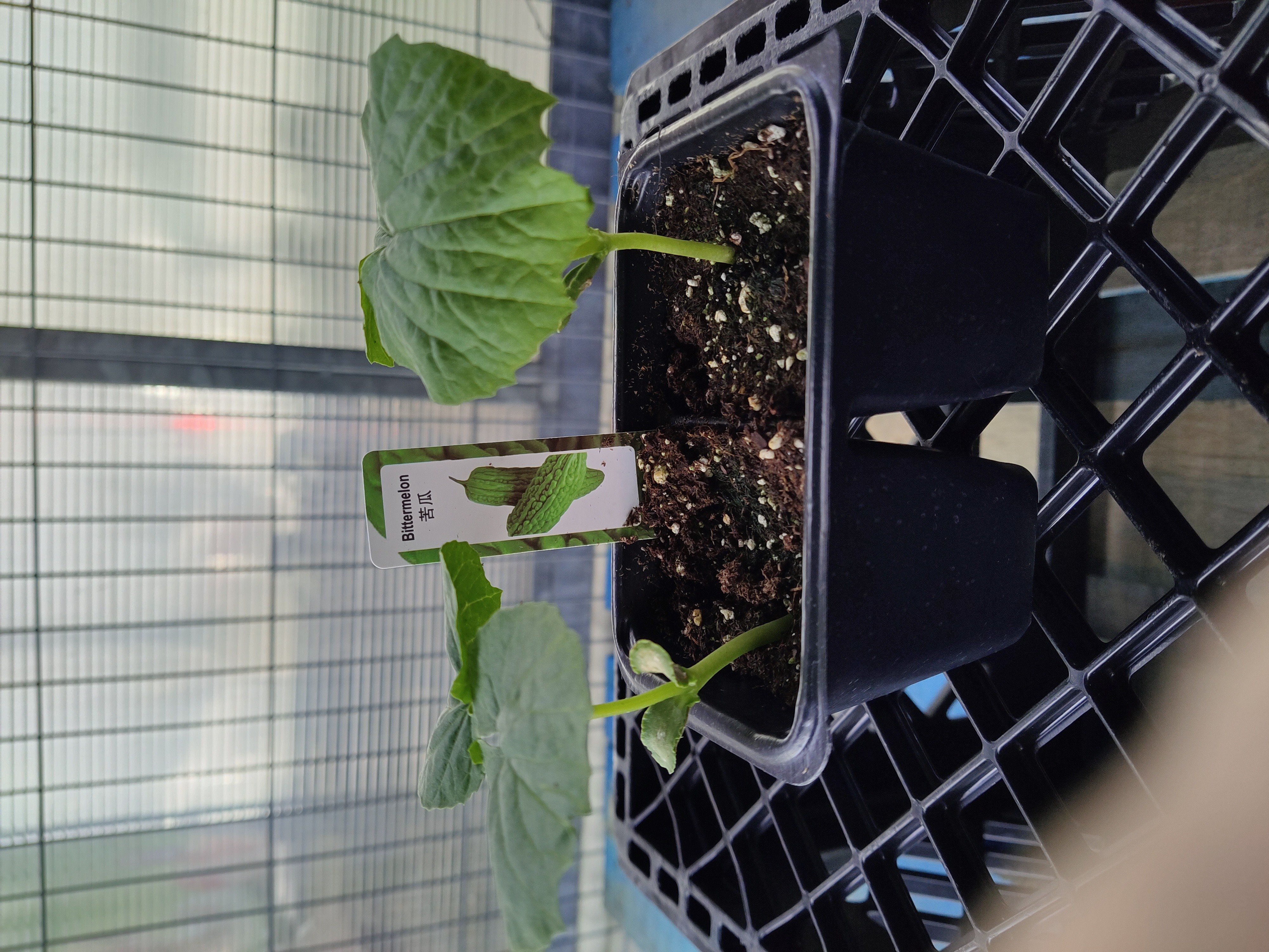 squash-plant-bittermelon