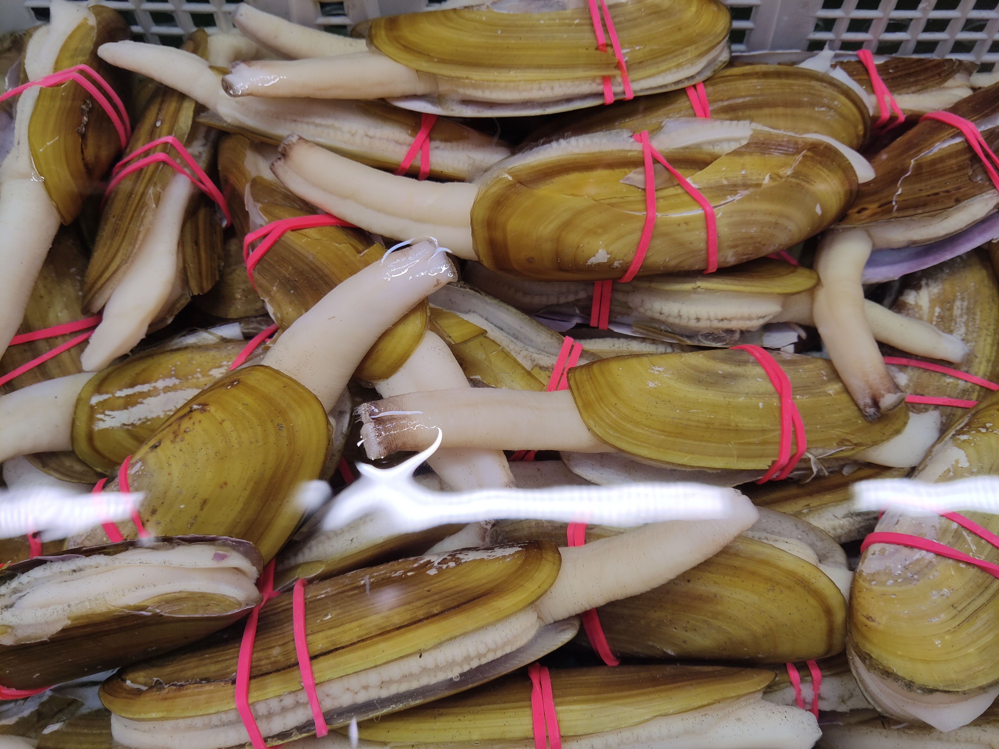 steamer-clam