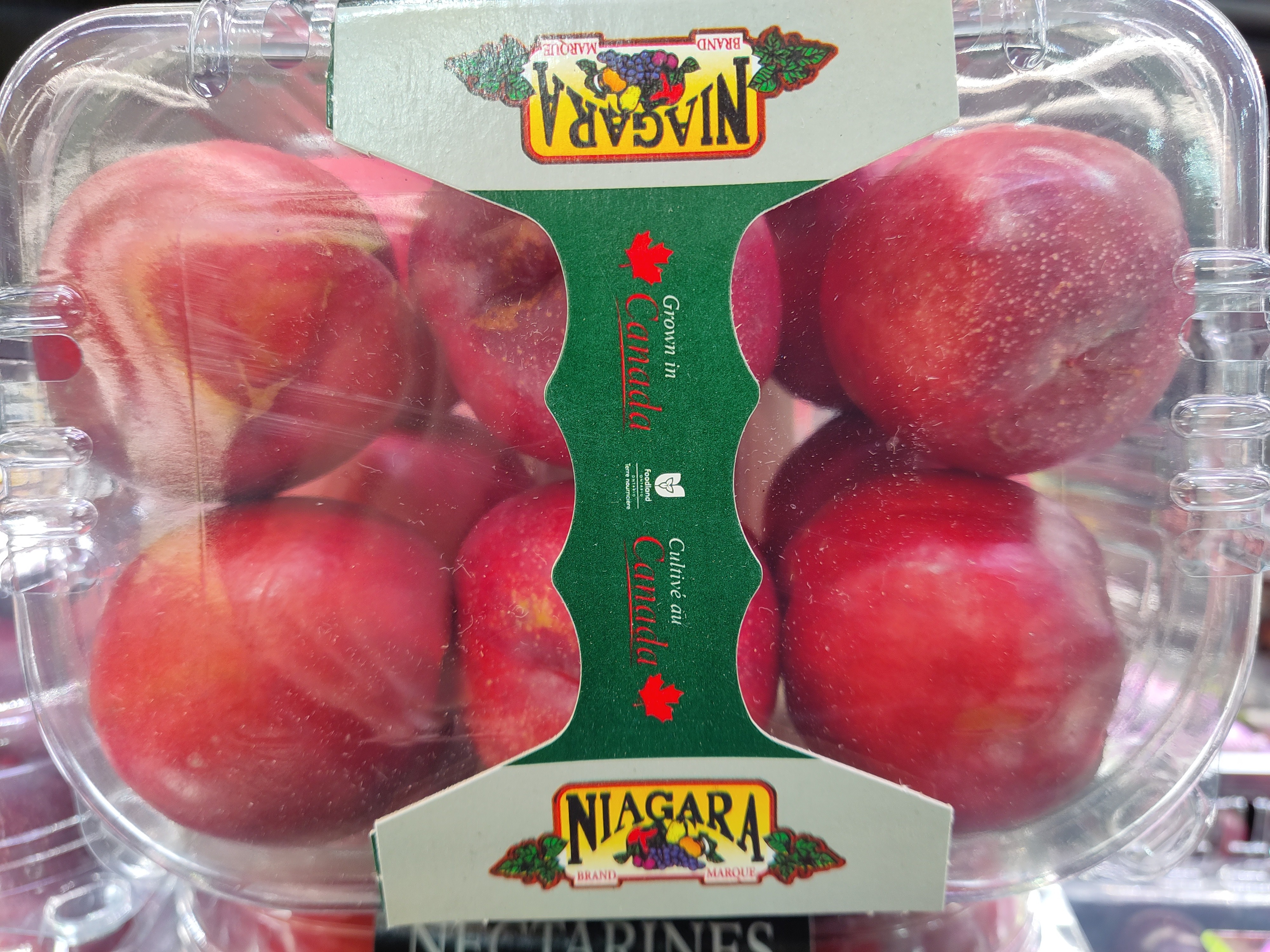 nectarine-ontario