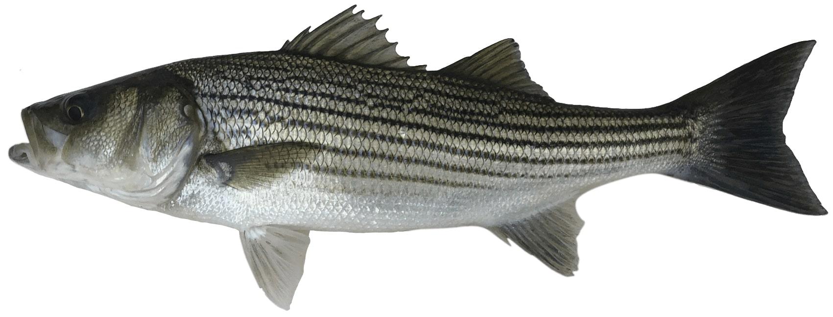 live-stripe-bass