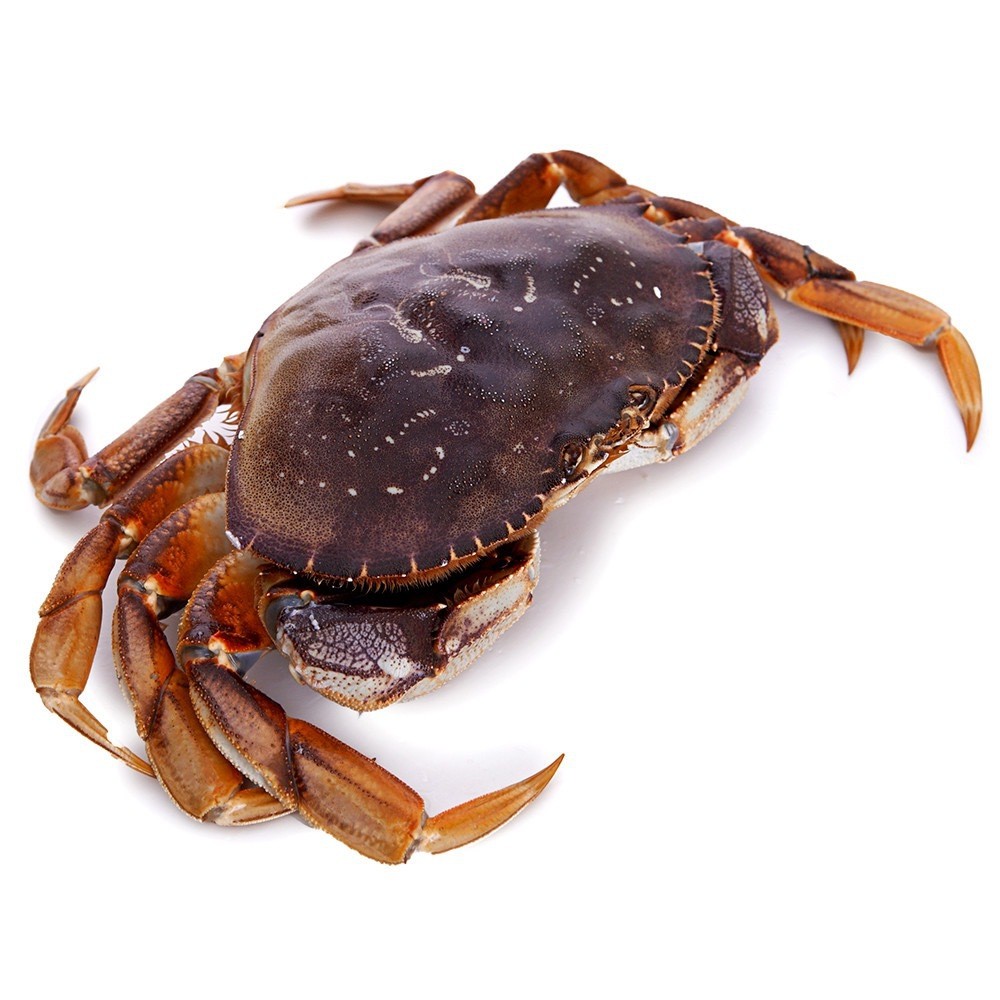 live-bc-crab-two-claw