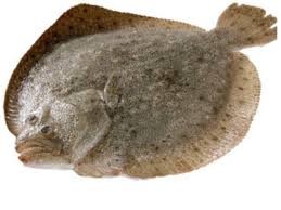 chilled-turbot-fish