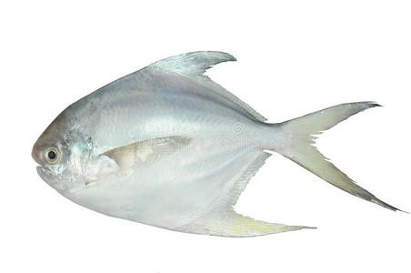 previously-silver-pomfret