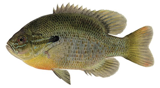 crappies