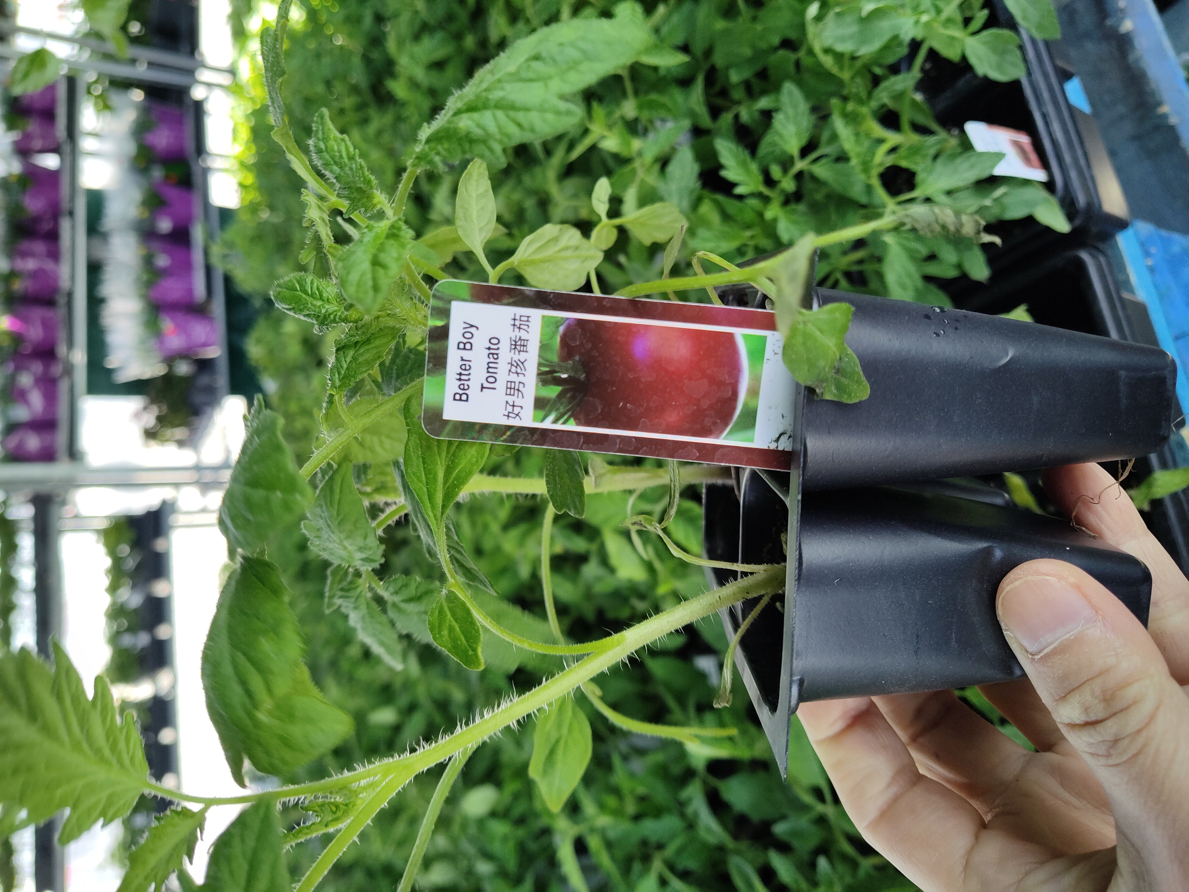 plant-plant-better-boy-tomato
