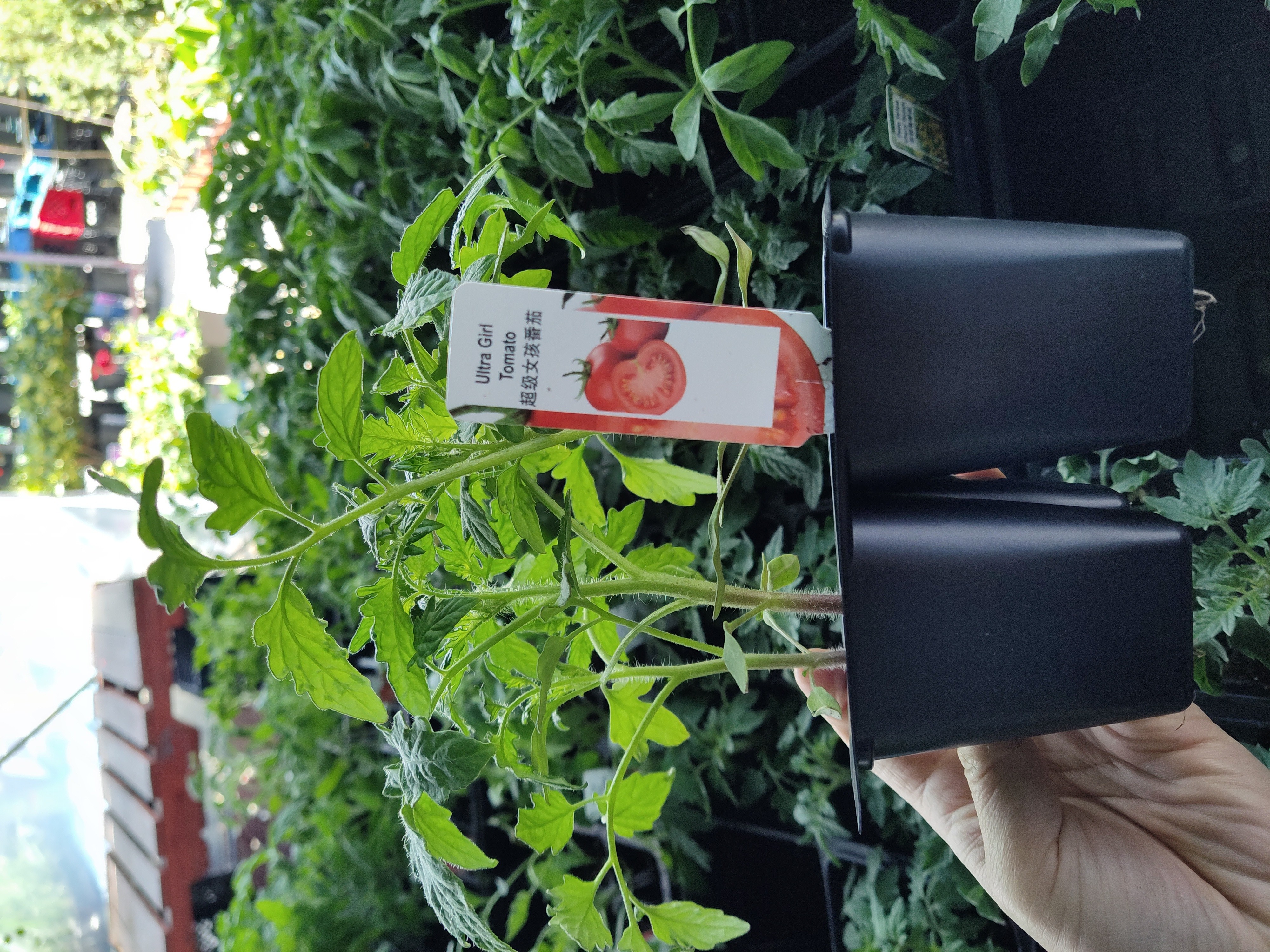 plant-plant-ultra-girl-tomato