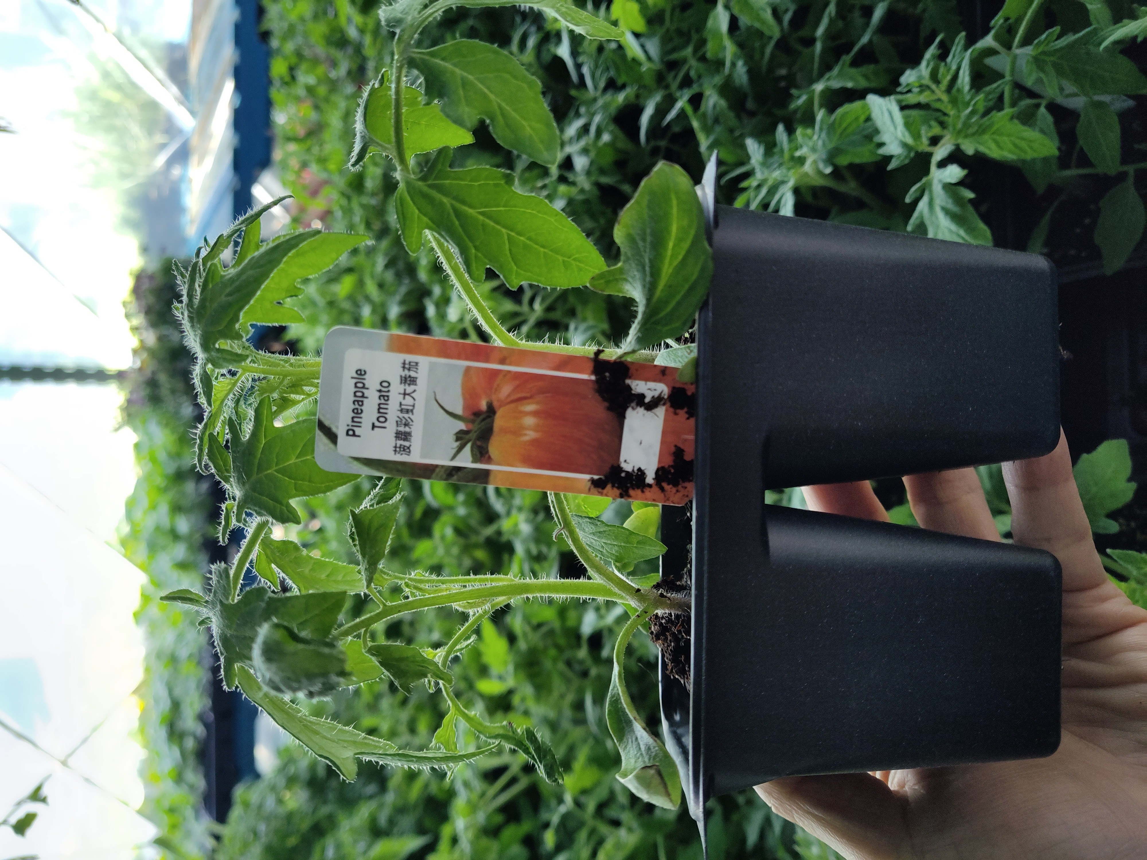 plant-plant-pineapple-tomato