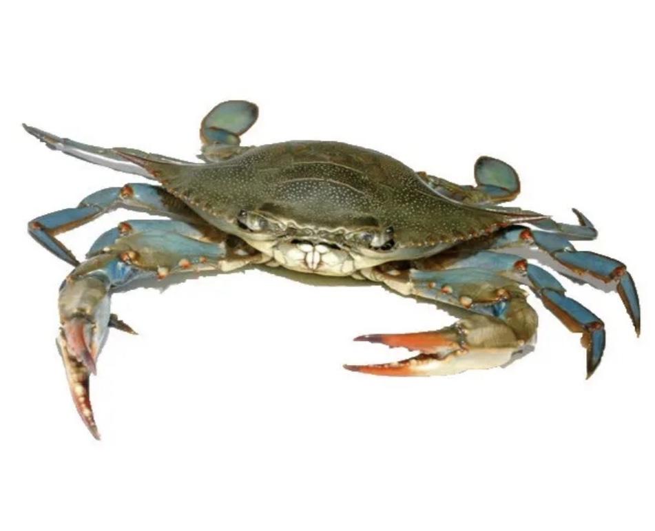 live-blue-crab-2-3-pcs-limited-stock