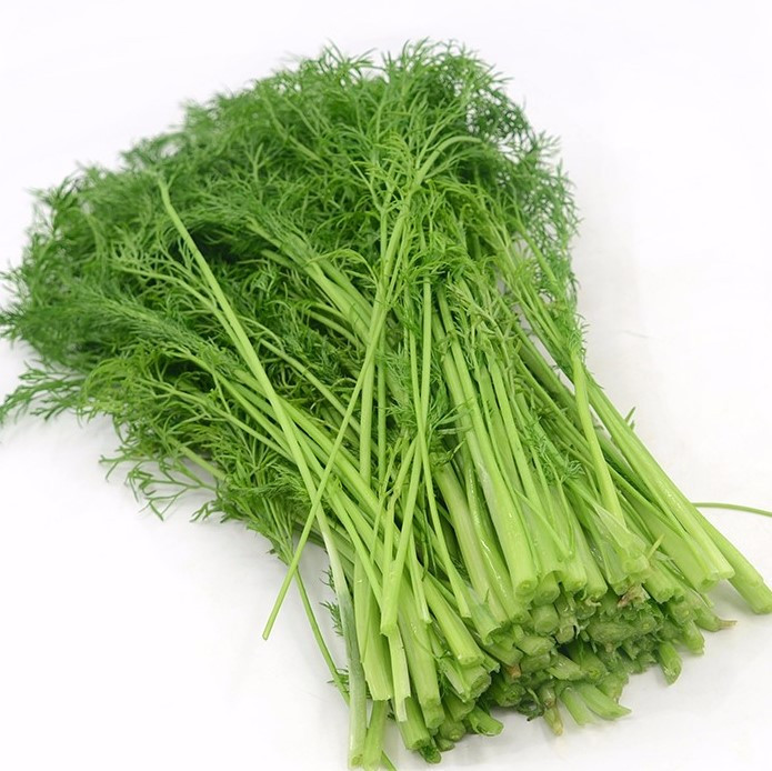 fresh-fennel