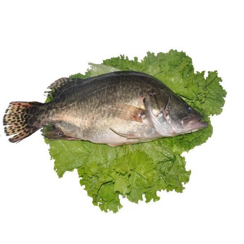 data-swimming-osmanthus-fishlive-barramundi-approximately-1-lb