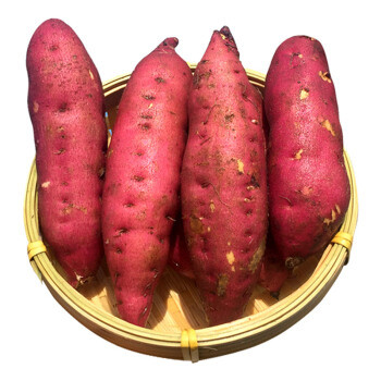 honduras-sweet-potato