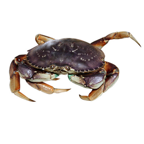 live-bc-crab-single-claw